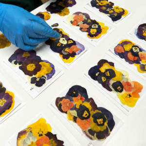 Pressed Edible Flowers
