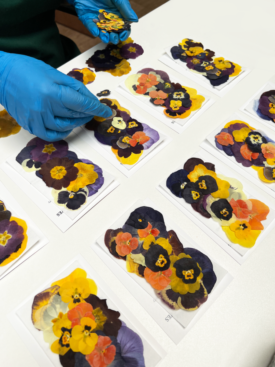 Pressed Edible Flowers