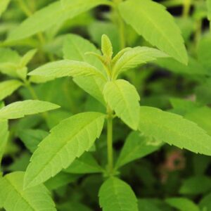 Lemon Verbena Edible Leaves